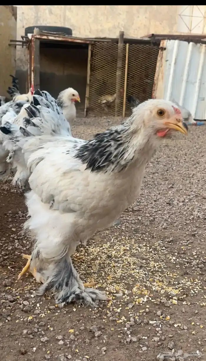 دجاج براهما كولمبي 2