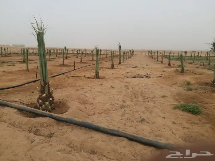 فروخ نخل جثايث نقايل 0