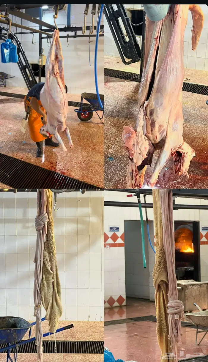 طليان ذبايح 0