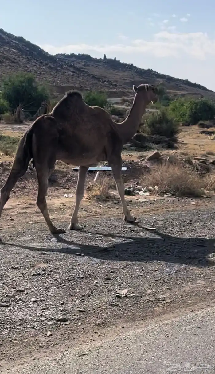 ضروبة باكستانية كفو 1