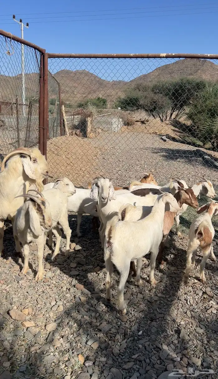 14 معزاء بفحلها مهجنه بورقت 1