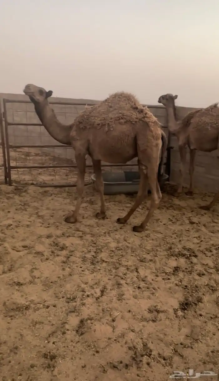 قعدان طيبه 0