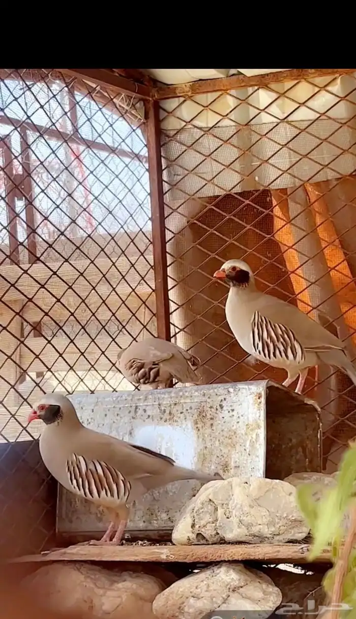 سفع ابوخد اسود زوج الصحه ممتازه جدا 1 ذكر ( درج اوحجل 0
