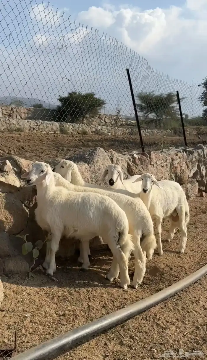 خرفان هرافى فل شحم 1