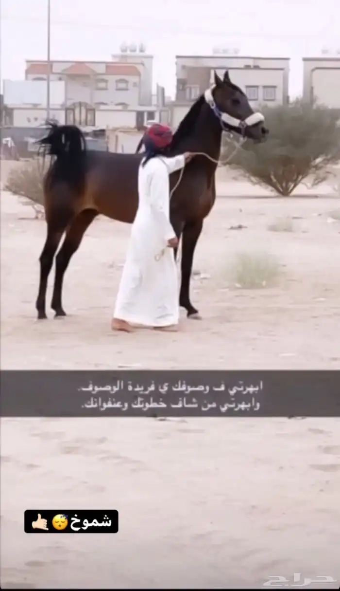 سلام عليكم عندكم فرس للبيع عمرها ثمانية أشهر الفرس سليمة 1