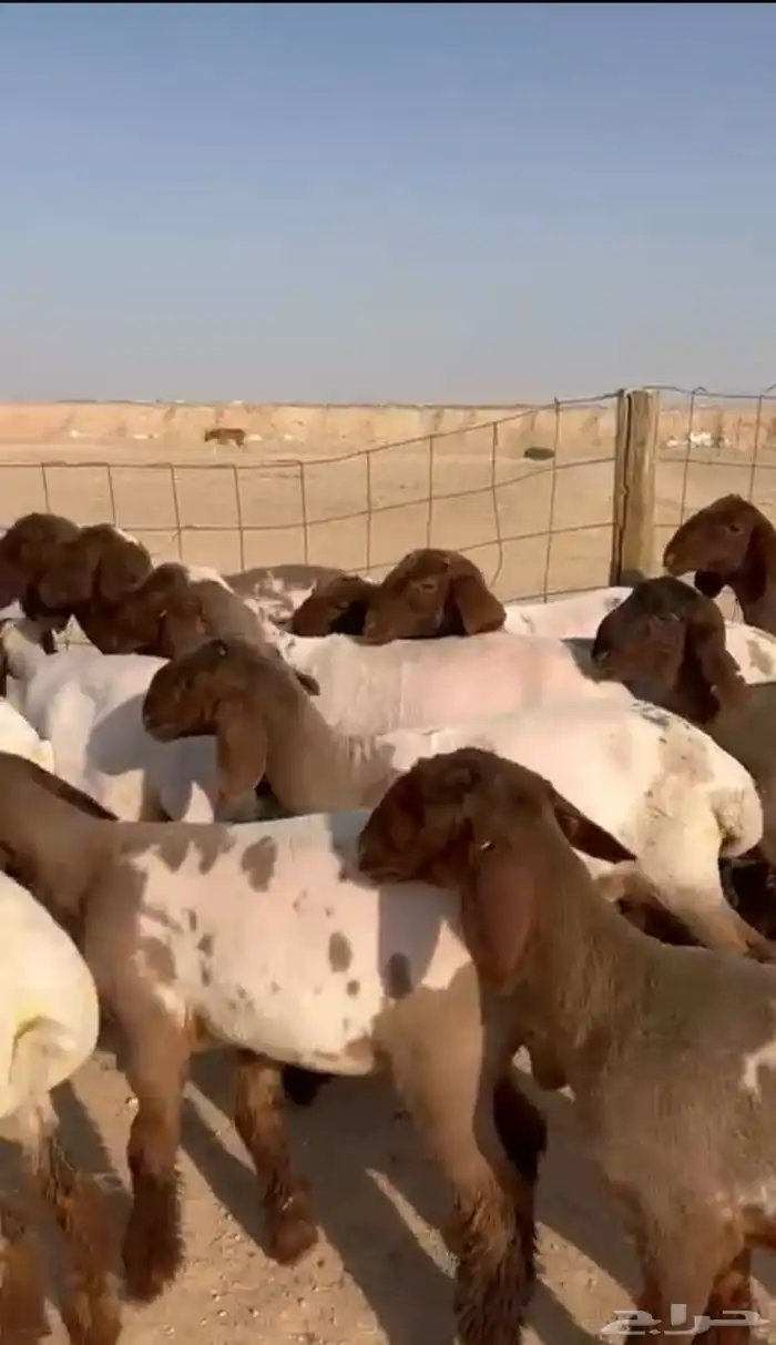 للبيع جذعات مضاريع نعيم 0