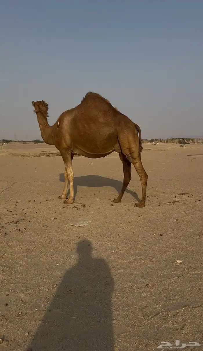 ملاقي ساحليه حلابه كفو 0