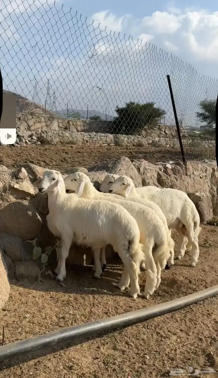 خرفان هرافى فل شحم 2