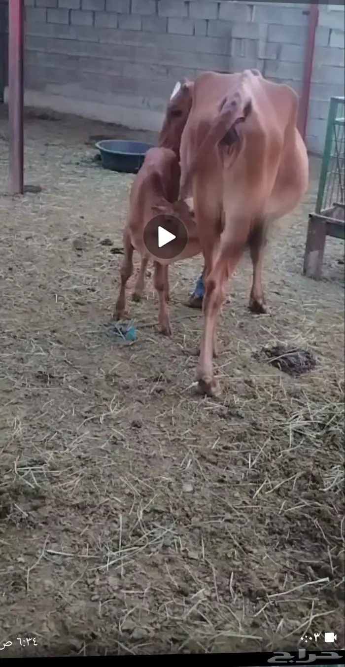 بقر مناتيج واحده تحتها ذكر واحده تحتها انثى 0