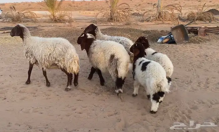 2نعيم معهن 3 2