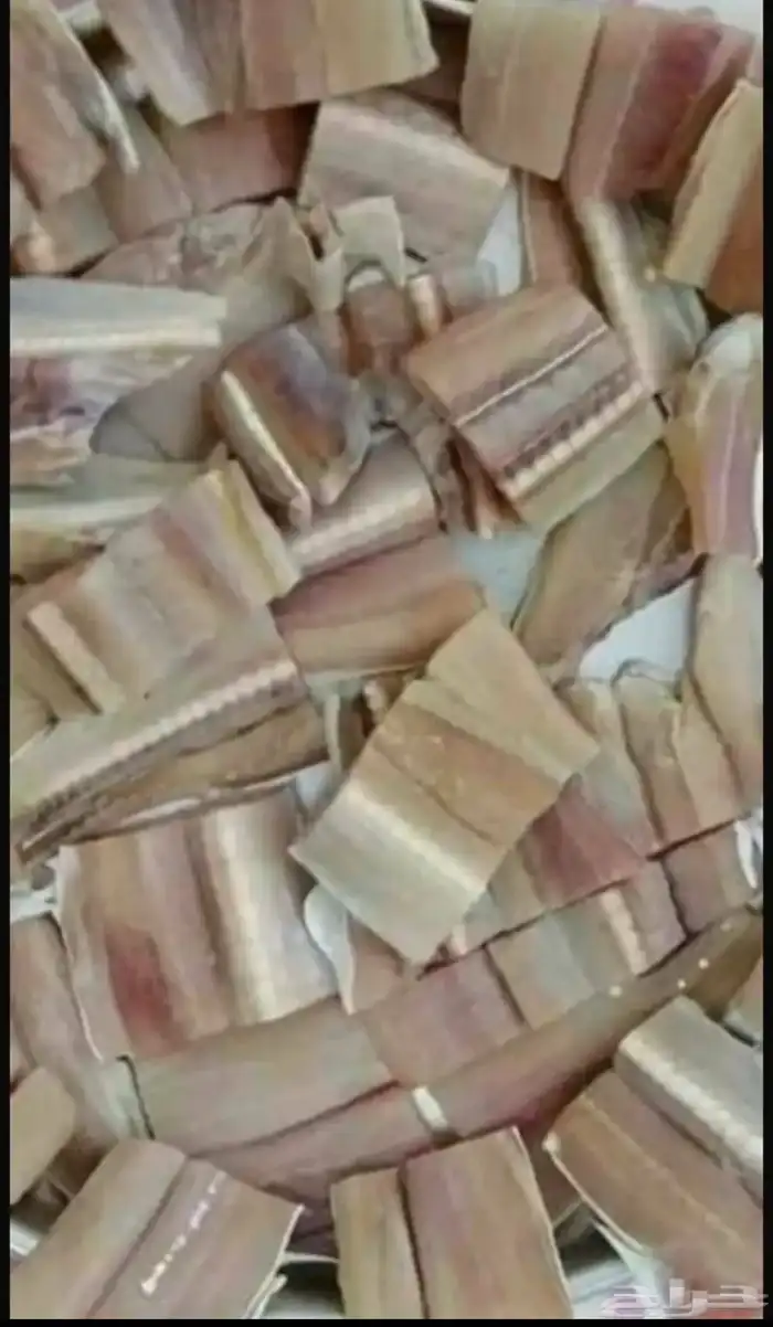 لخم قرينى حضرمى 1
