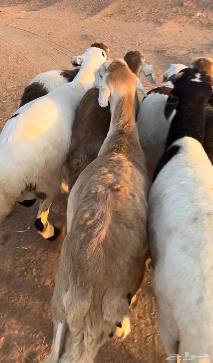 خرفان سواكني 3