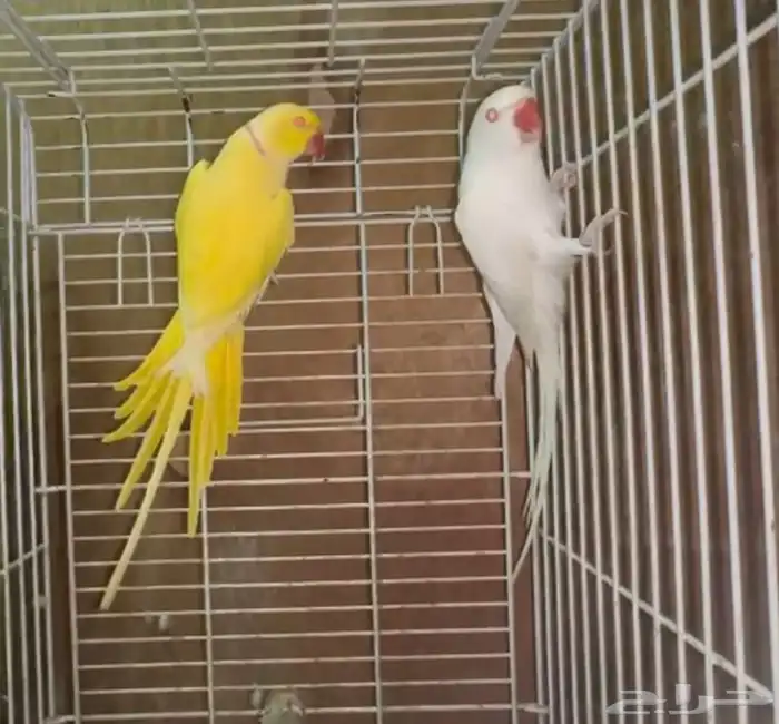 زوج درة لاتينو وألبينو 1
