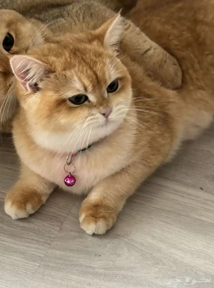 انثى سكوتش ستريت بيور مطعمه 0