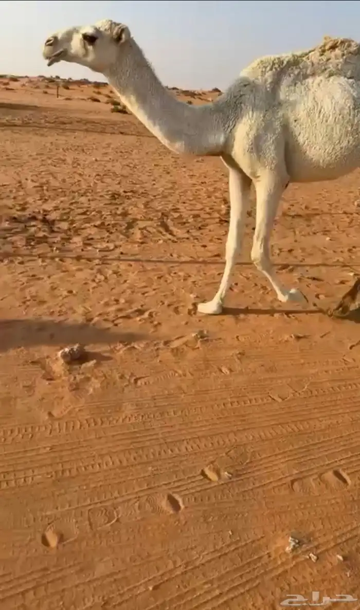 بكره. حقه 1