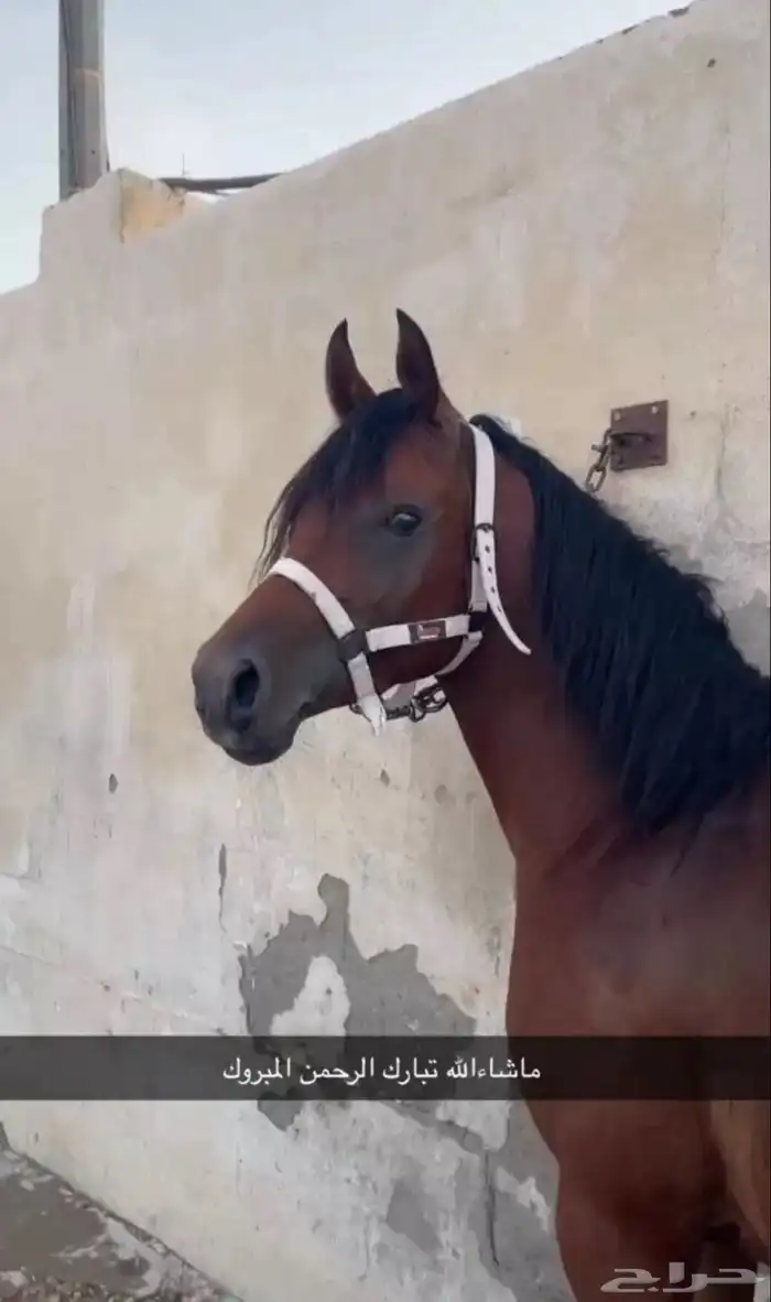 حصان شعبي من فواخر الشعبيات مشاءالله تبارك الله 0