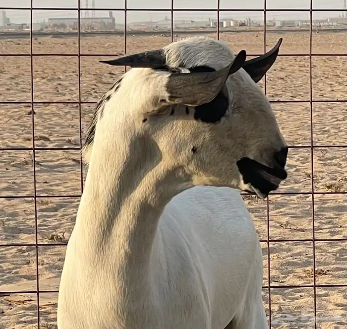 مشروع فحل بيشي صنف 0
