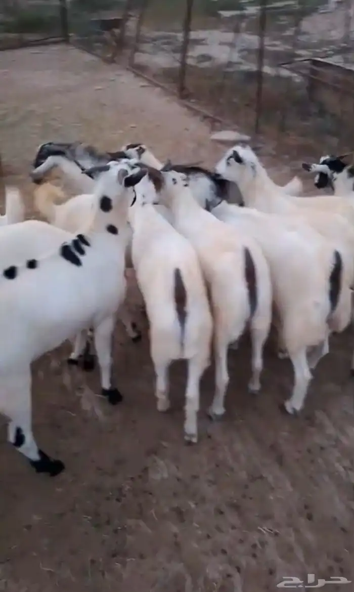 تيوس مناسبات جدعان 1