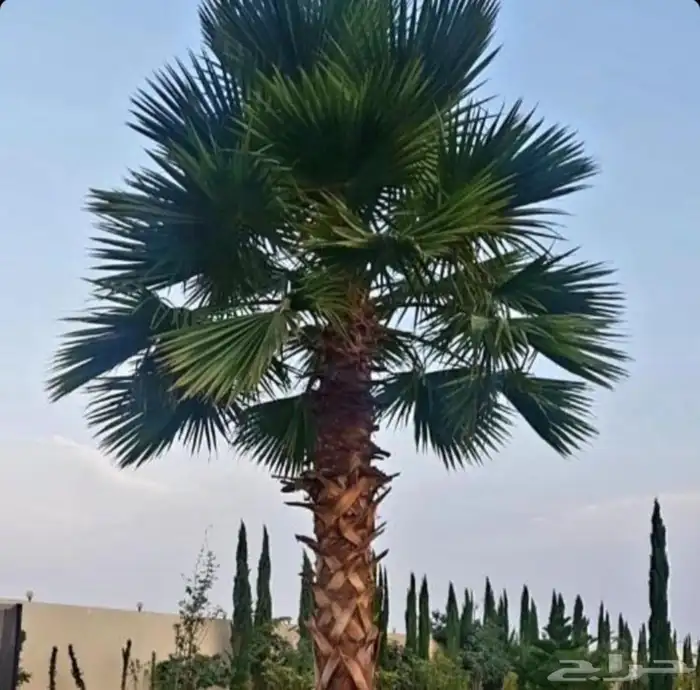 نخل نخيل واشنطن 1
