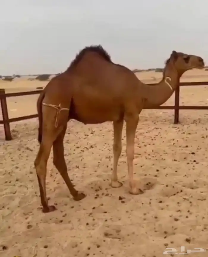 قعود فحل كايف ولد لطام 1