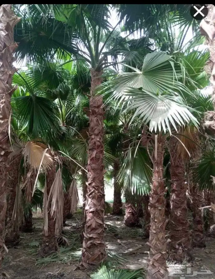 توريد وتركيب جميع انواع المقاست النخيل العربي في انح المملكه 0