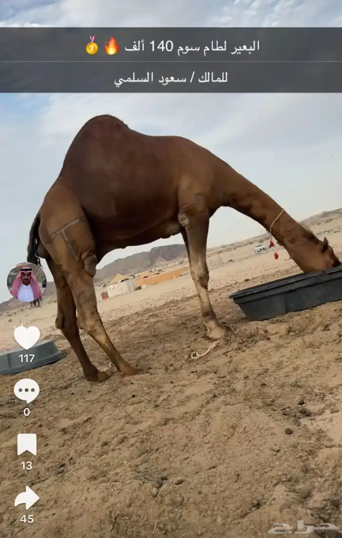 قعود فحل كايف ولد لطام 2