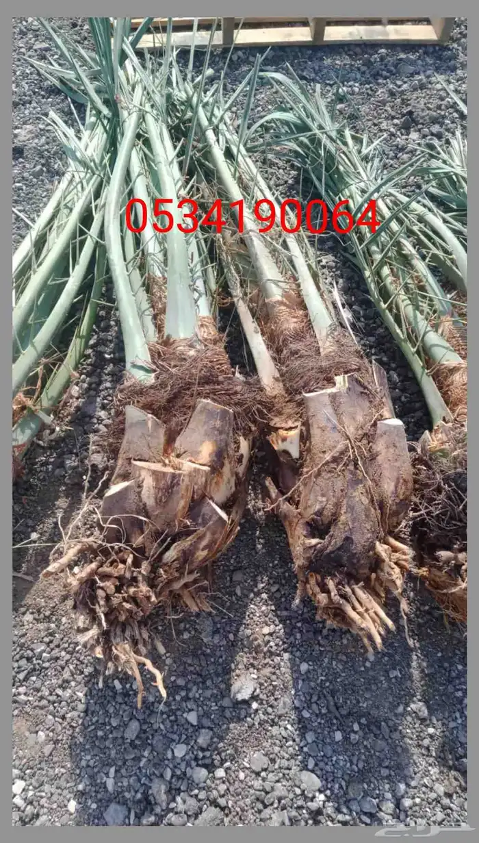 فروخ نخل جثايث نقايل 2