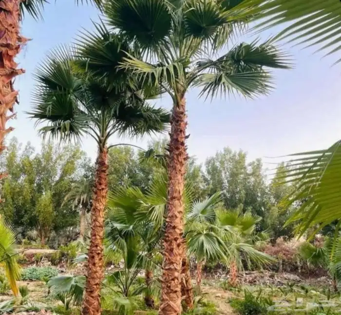 نخل نخيل واشنطن 2