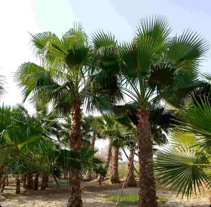 نخل نخيل واشنطن 4