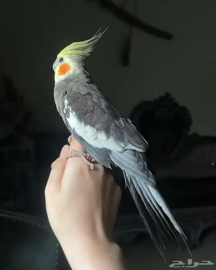 للبيع ببغاء الكروان الملكي 6