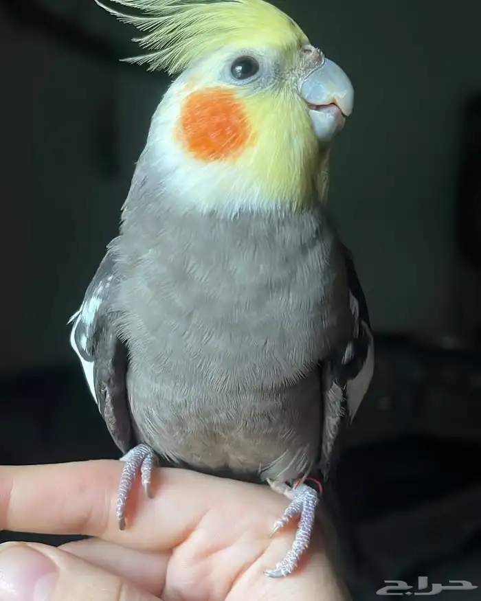 للبيع ببغاء الكروان الملكي 2