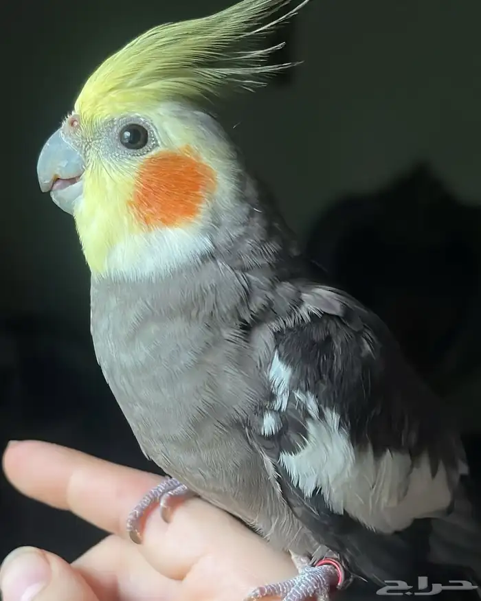 للبيع ببغاء الكروان الملكي 1