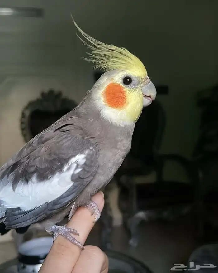 للبيع ببغاء الكروان الملكي 5