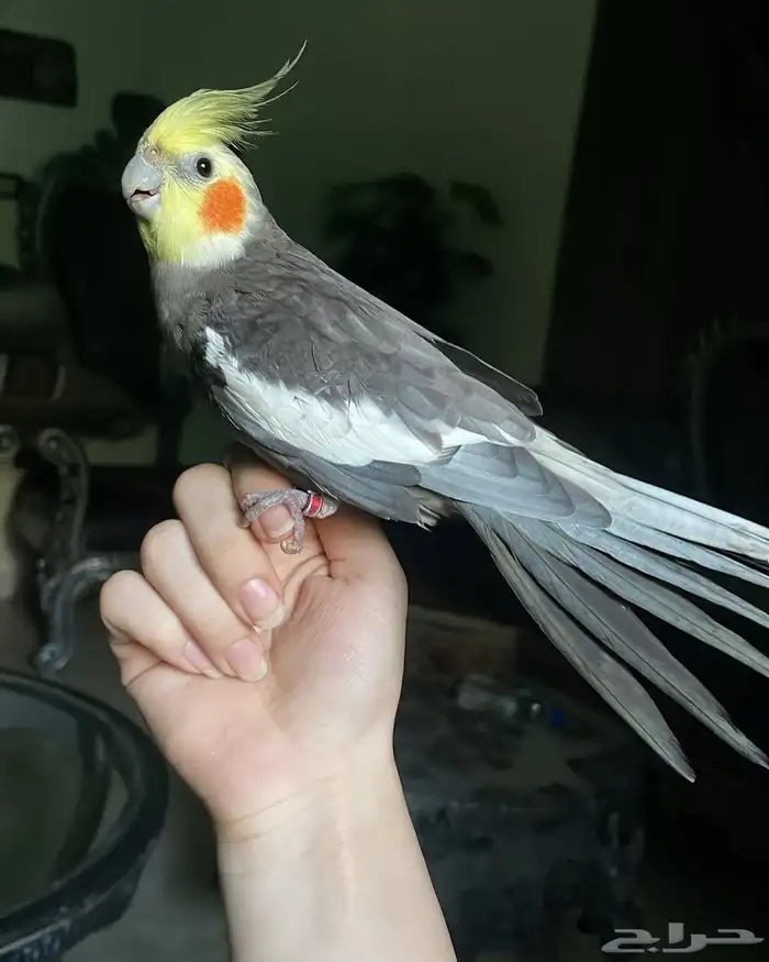 للبيع ببغاء الكروان الملكي 7