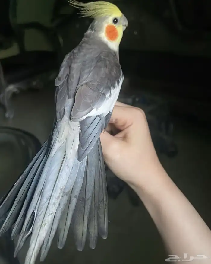 للبيع ببغاء الكروان الملكي 0