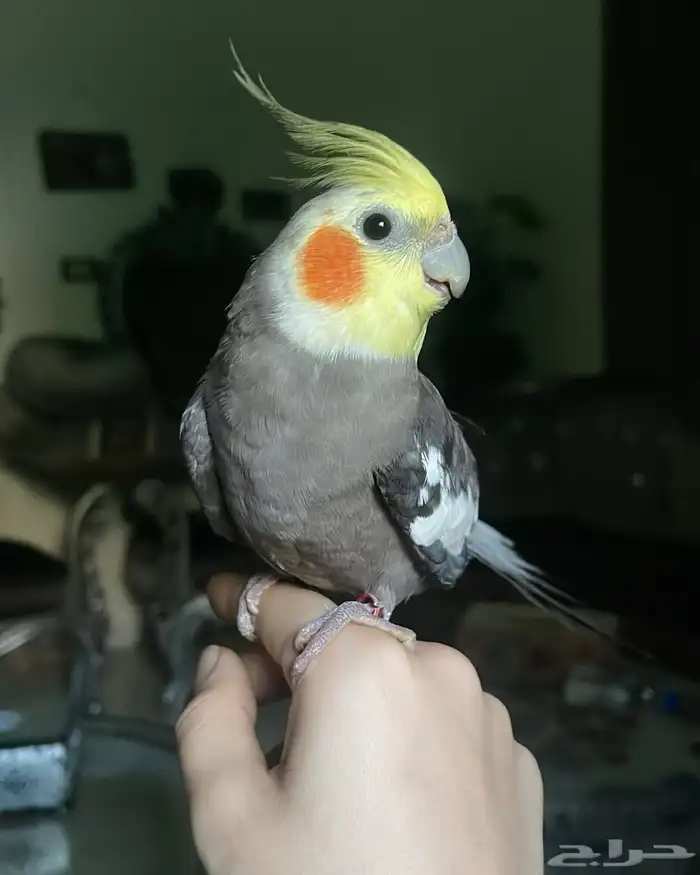 للبيع ببغاء الكروان الملكي 4