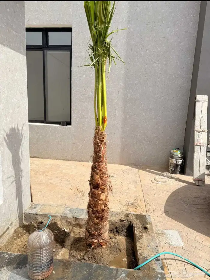 يوجد لدين جميع انواع النخيل الزينه 1