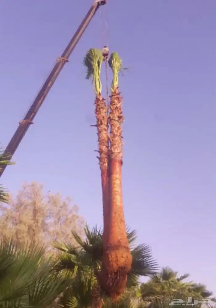 نخل واشنطني نخل ملوكي ثيل طبيعي للبيع 10