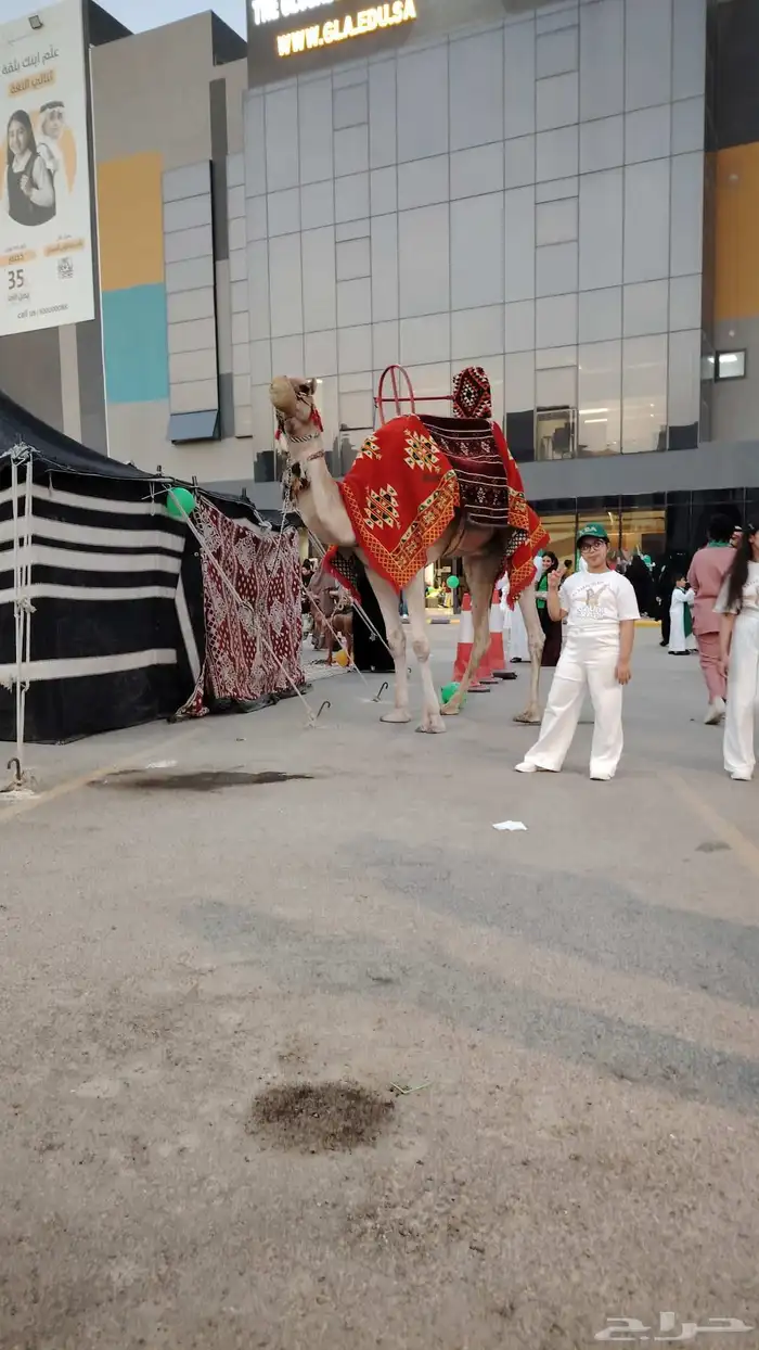 اجار جمال رحول وخيل عربية اصيلة 7