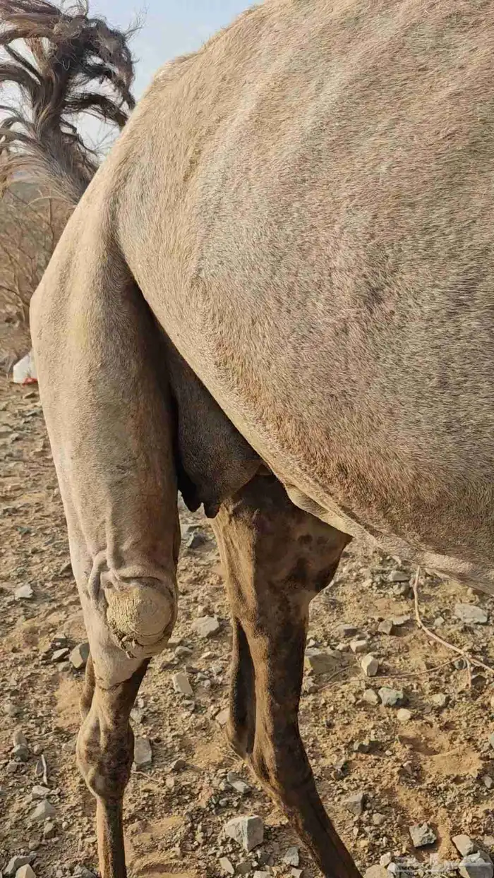 ناقه عادي قمراء لقحه ديس مشروط وهداوه شرط 3