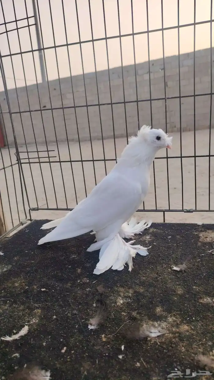 فردات حمام مميزه 0