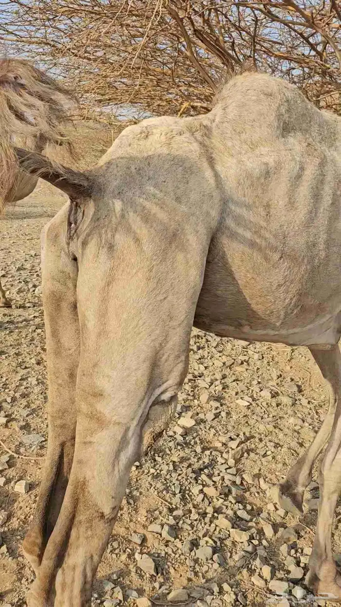 ناقه عادي قمراء لقحه ديس مشروط وهداوه شرط 4