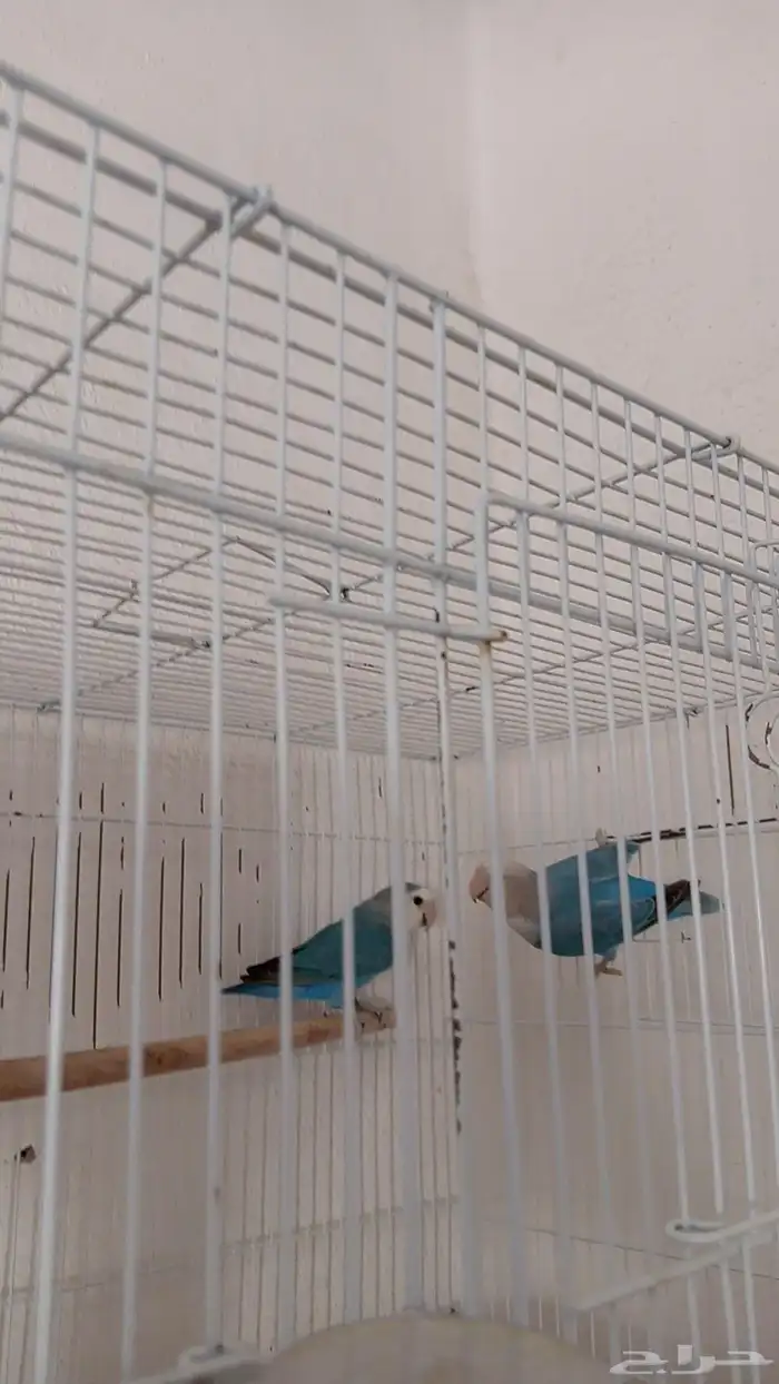 اجواز روز منتجه 2