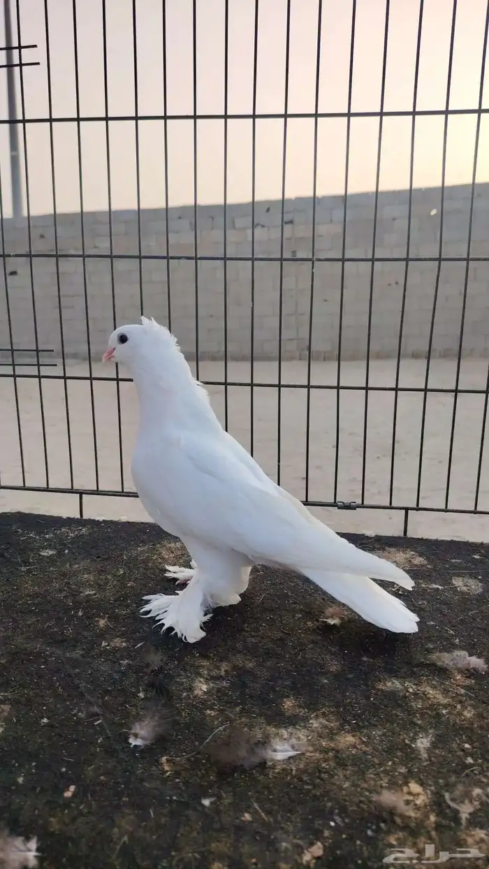 فردات حمام مميزه 1