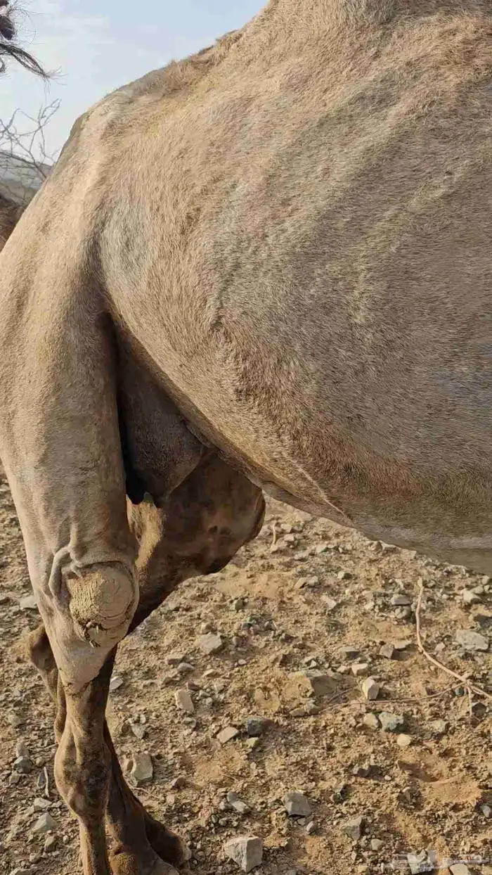 ناقه عادي قمراء لقحه ديس مشروط وهداوه شرط 1