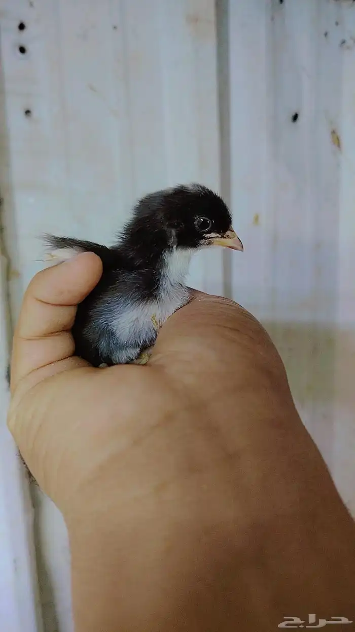 صوص دجاج وبط 3