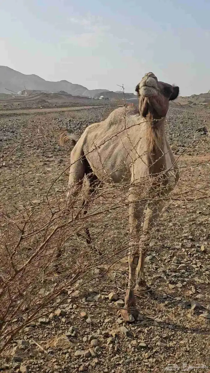 ناقه عادي قمراء لقحه ديس مشروط وهداوه شرط 6