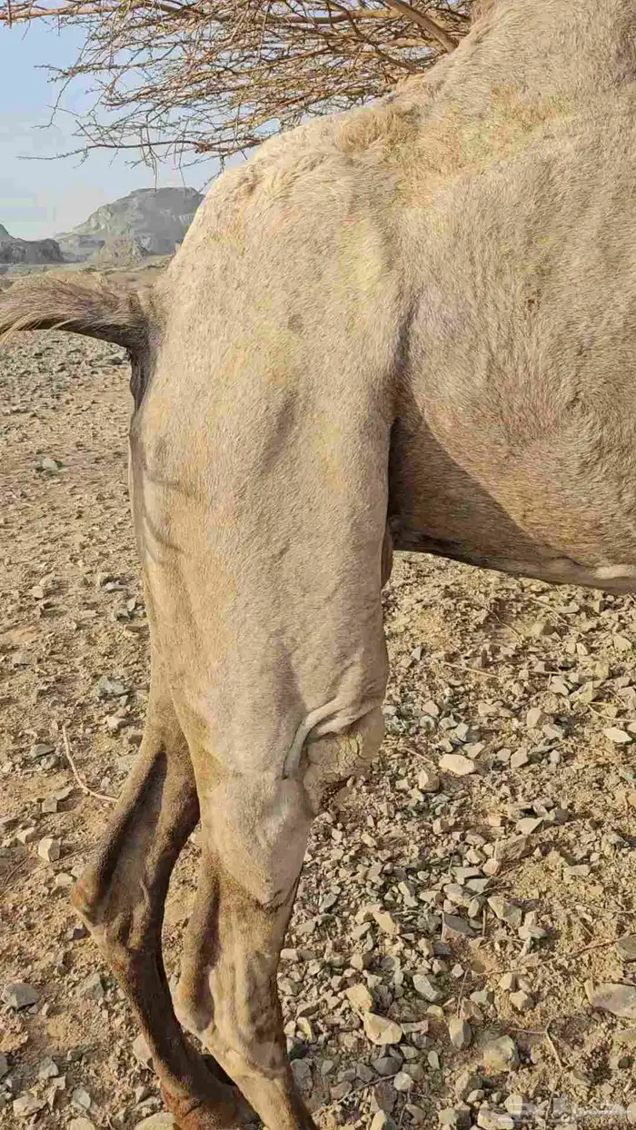 ناقه عادي قمراء لقحه ديس مشروط وهداوه شرط 2