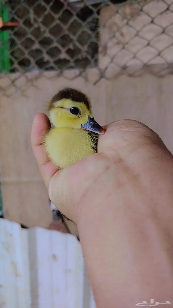 صوص دجاج وبط 0