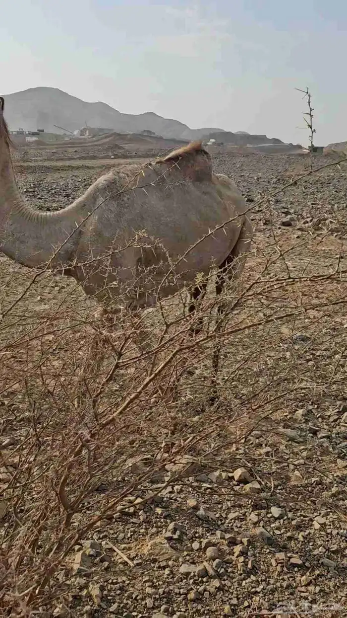 ناقه عادي قمراء لقحه ديس مشروط وهداوه شرط 5